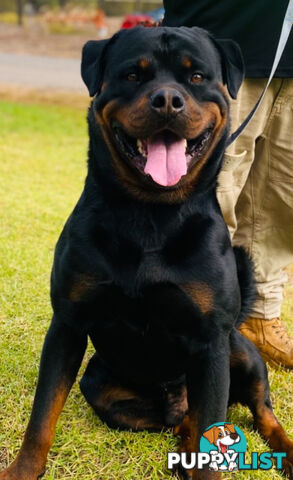 Rottweiler puppies for sale