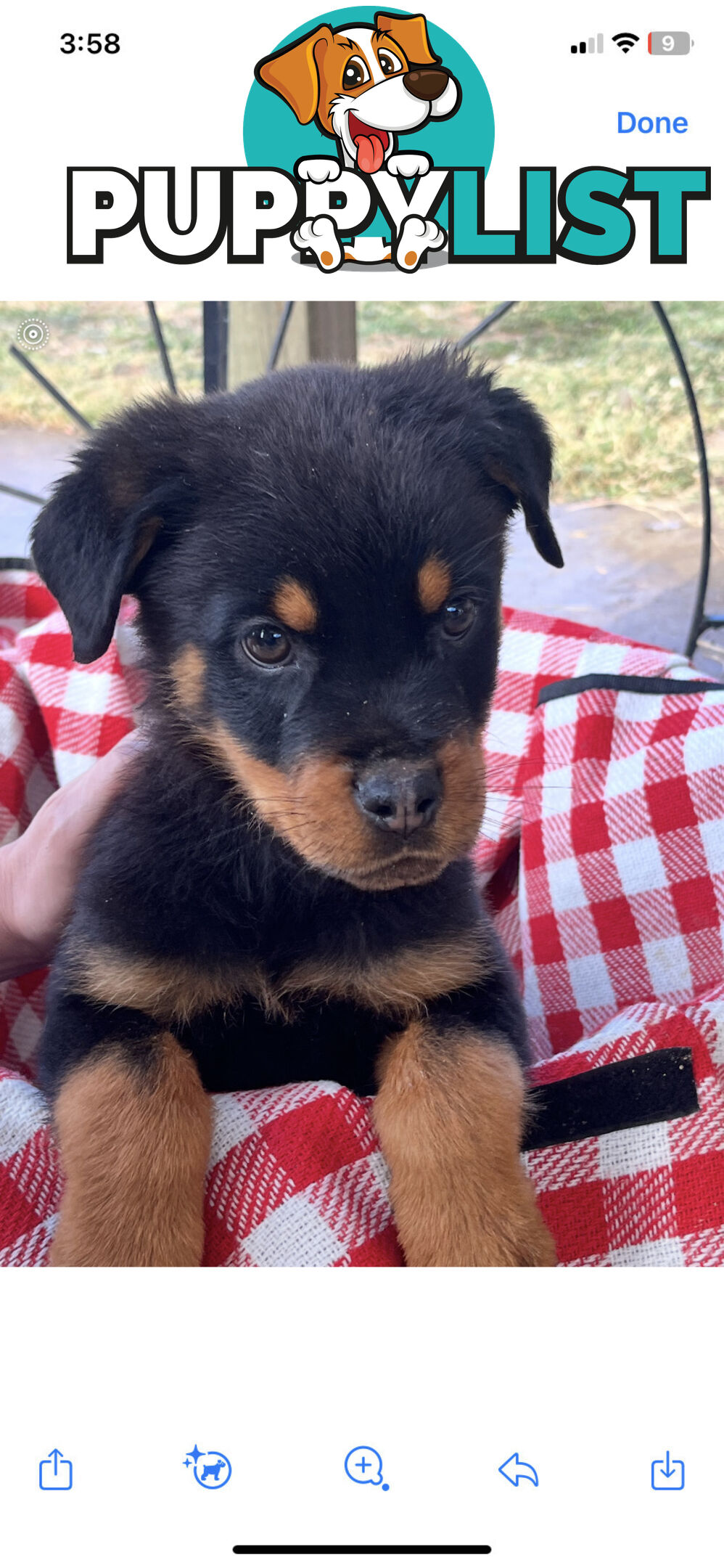 Rottweiler puppies for sale