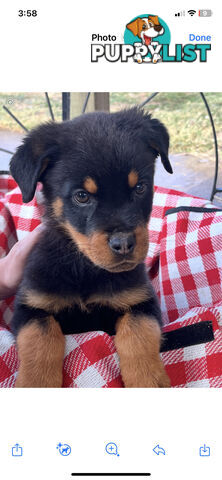 Rottweiler puppies for sale