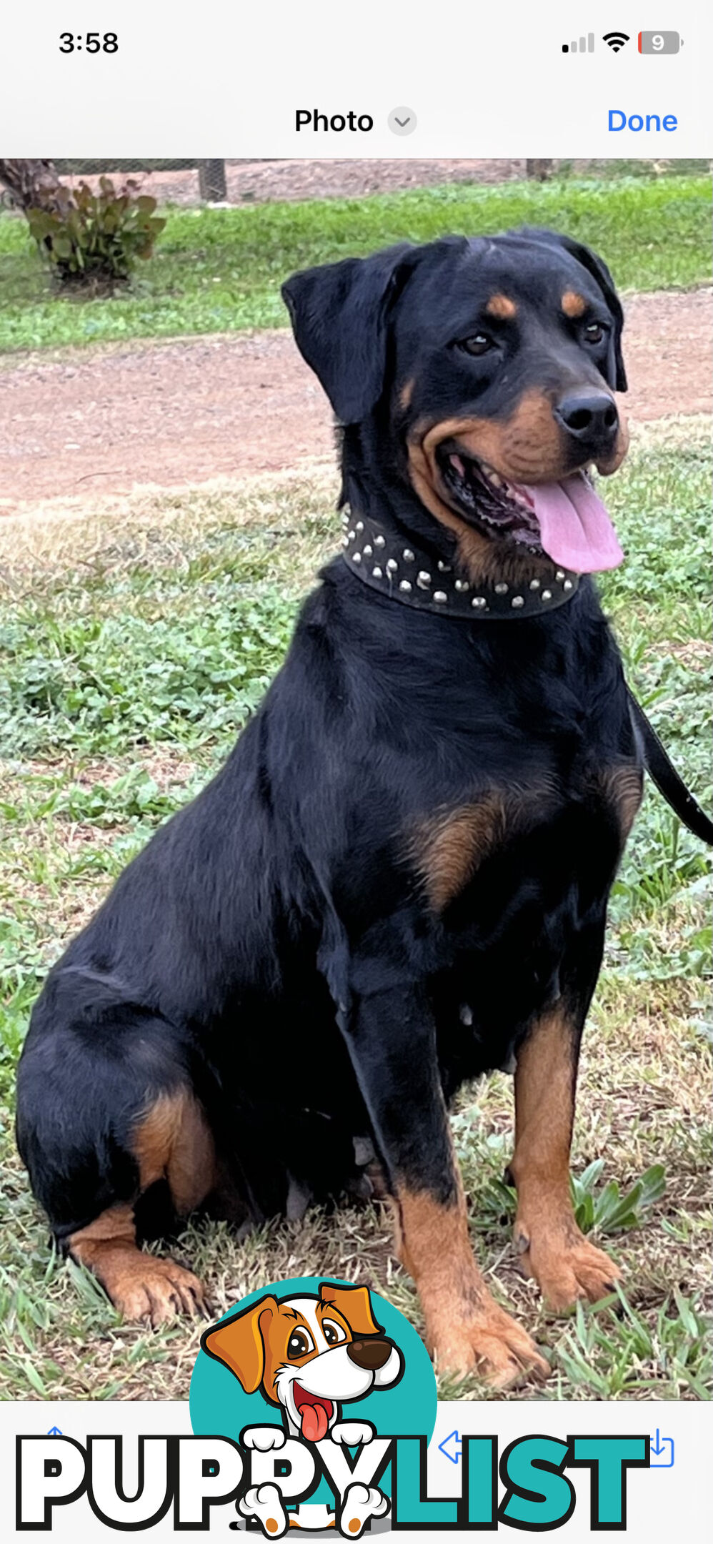 Rottweiler puppies for sale