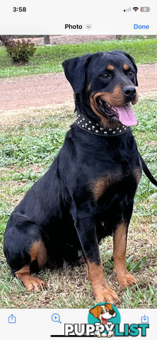 Rottweiler puppies for sale