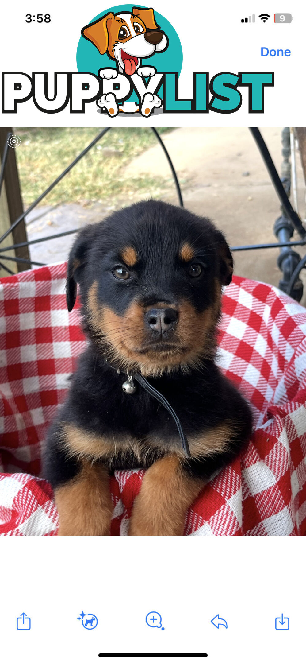 Rottweiler puppies for sale
