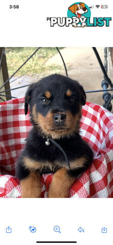 Rottweiler puppies for sale