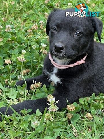 Kelpie Pups