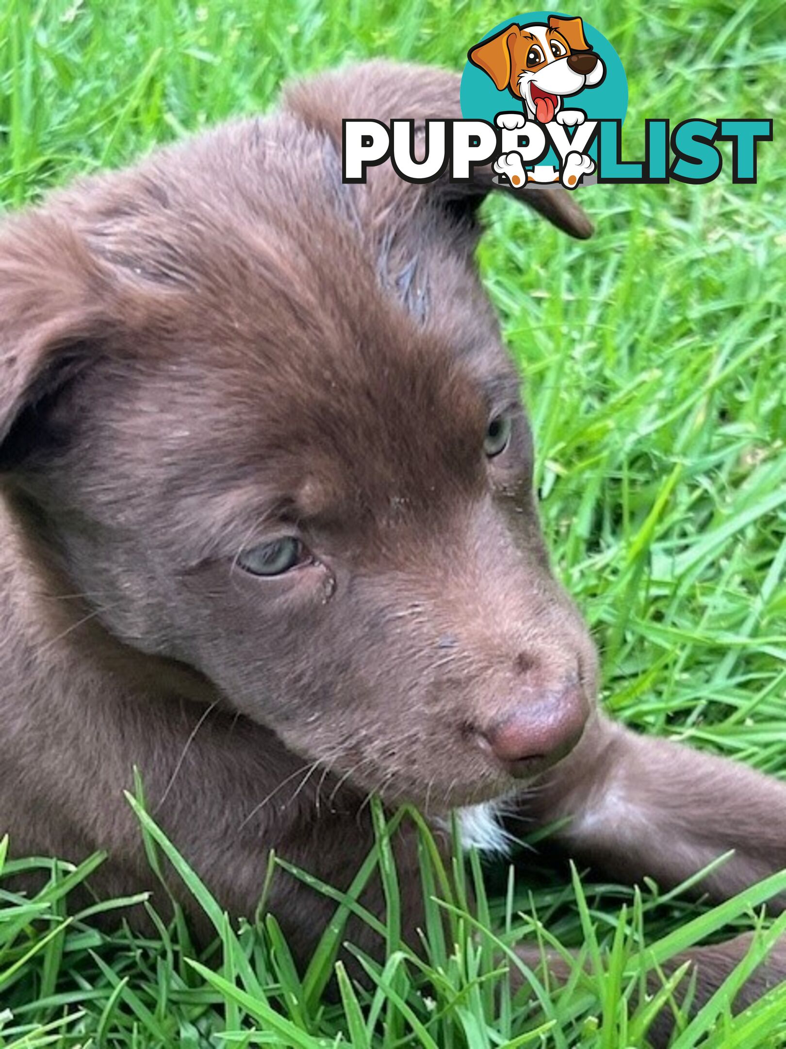 Kelpie Pups