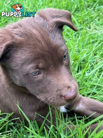 Kelpie Pups