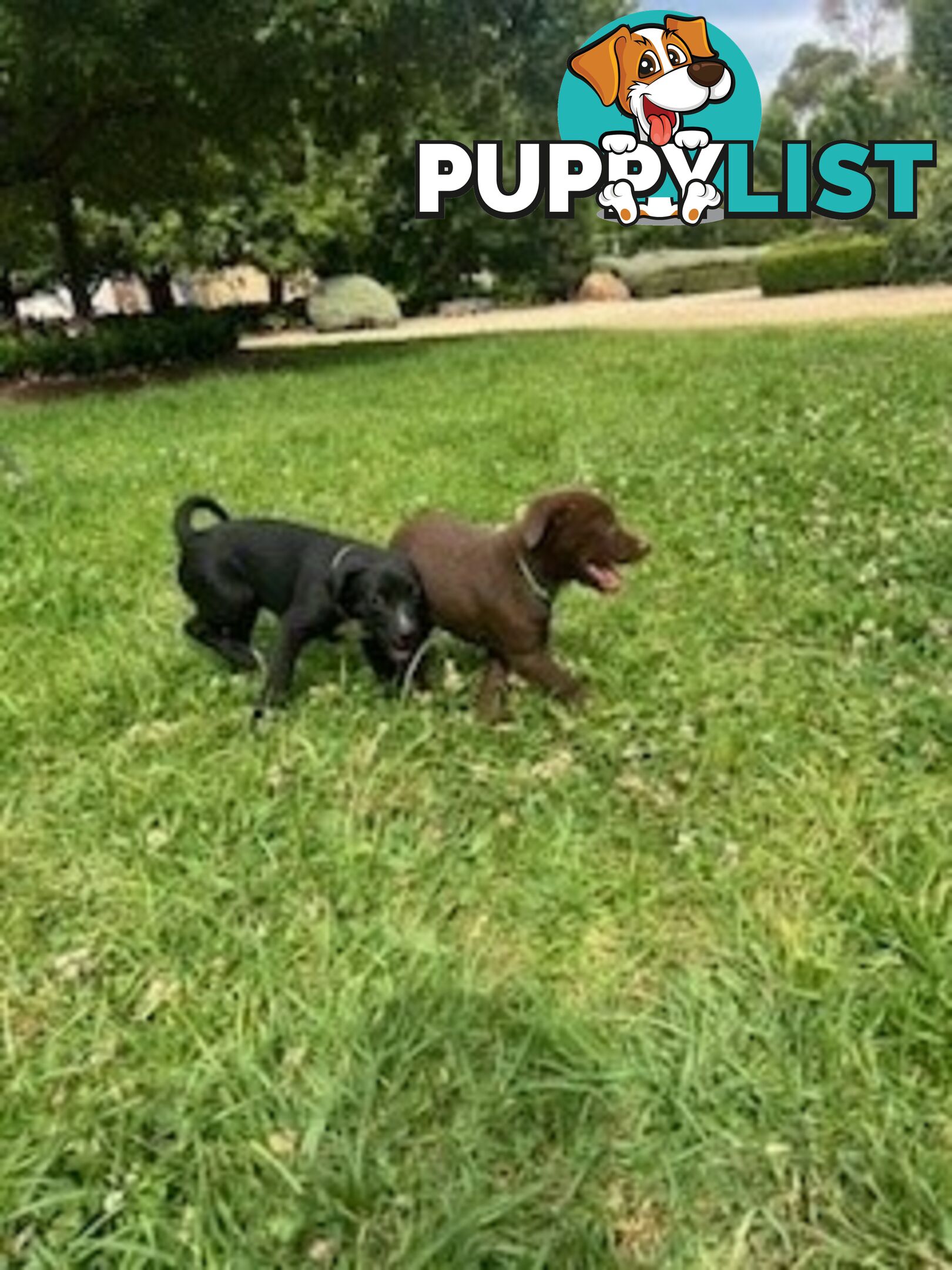 Kelpie Pups