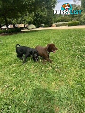 Kelpie Pups