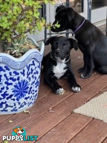 Kelpie Pups