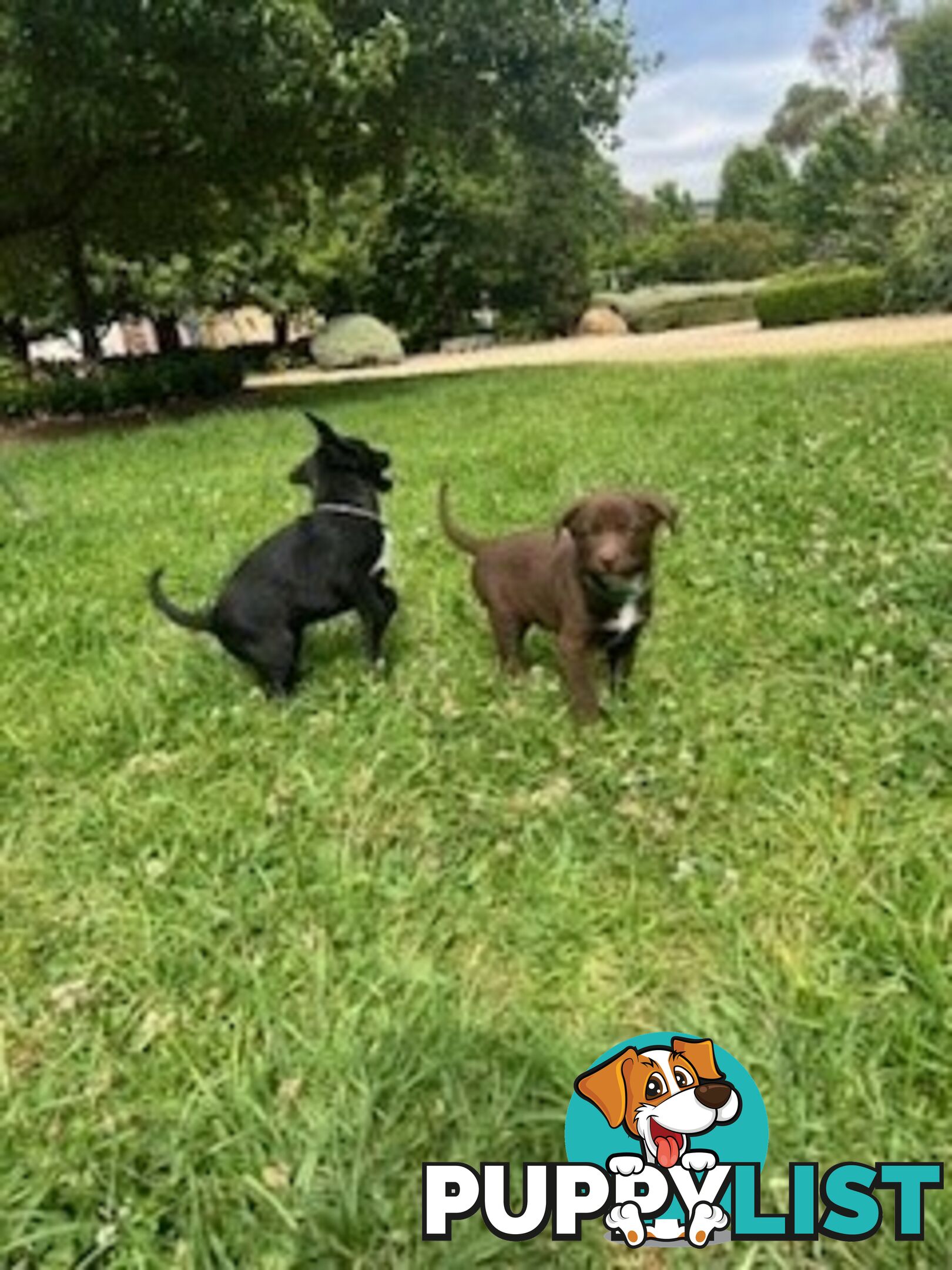 Kelpie Pups