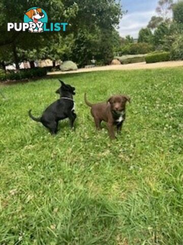 Kelpie Pups