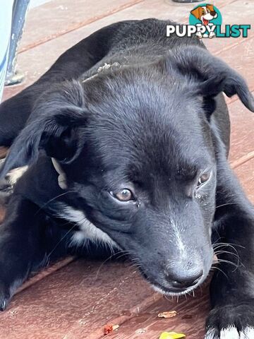 Kelpie Pups