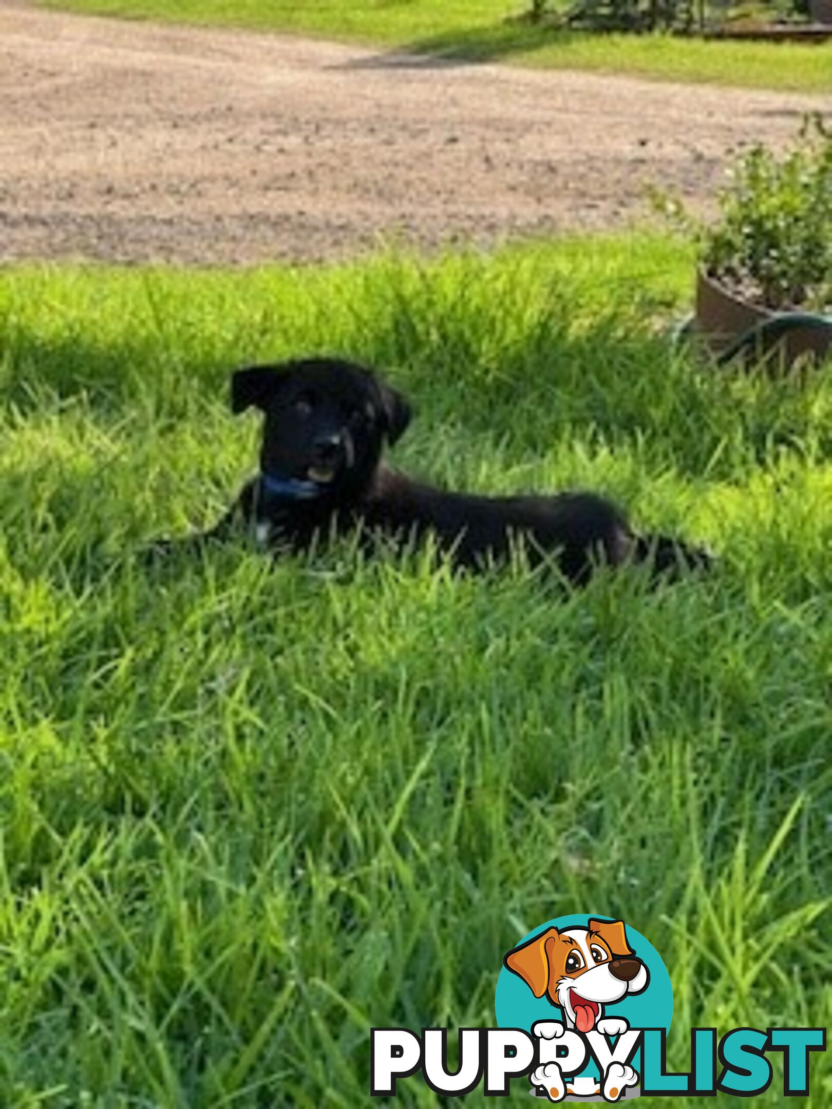 Kelpie Pups