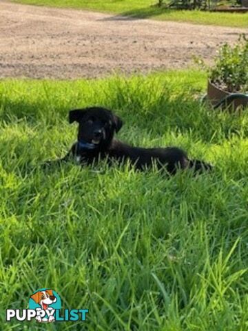 Kelpie Pups