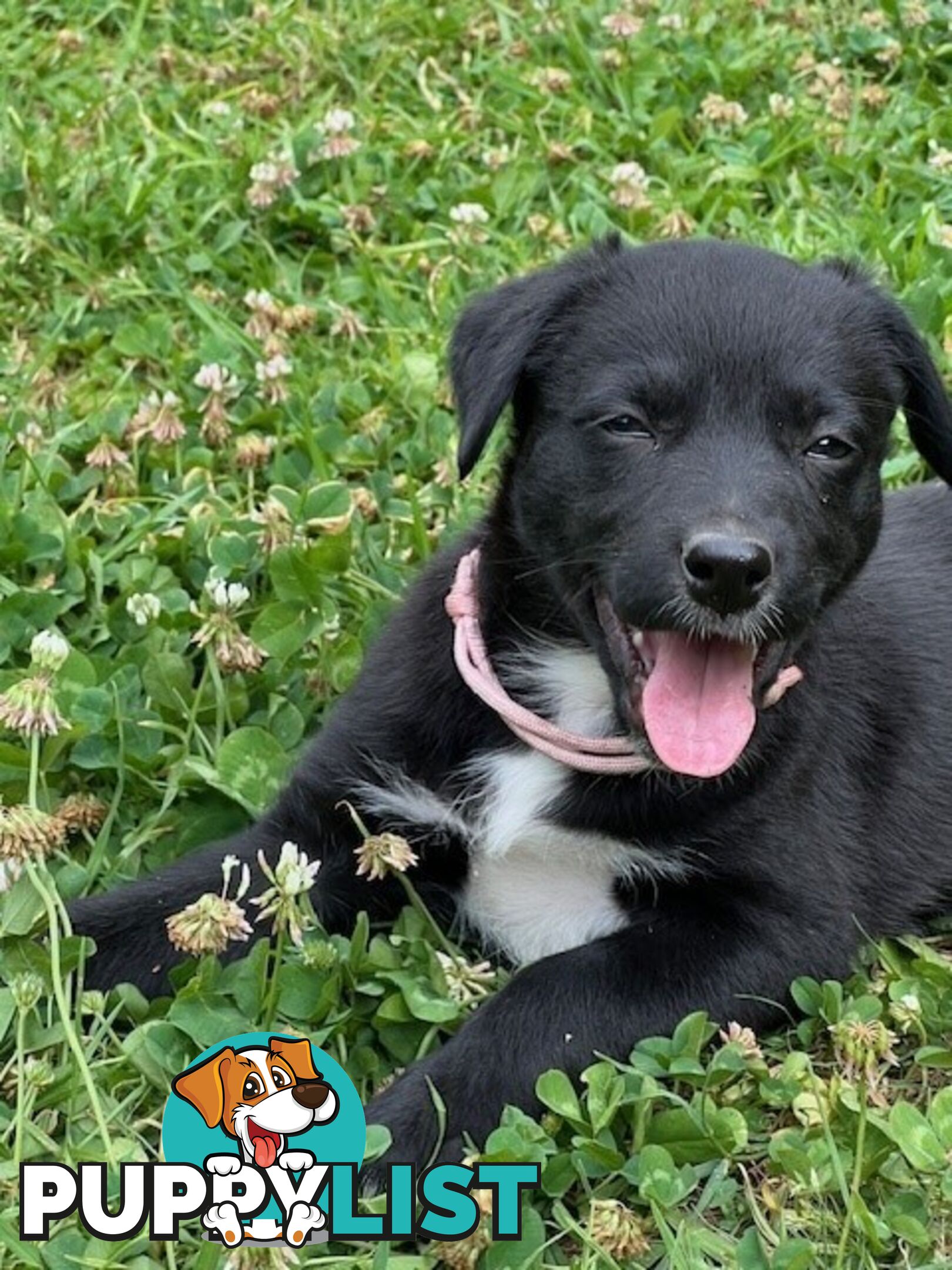 Kelpie Pups