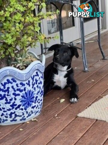 Kelpie Pups