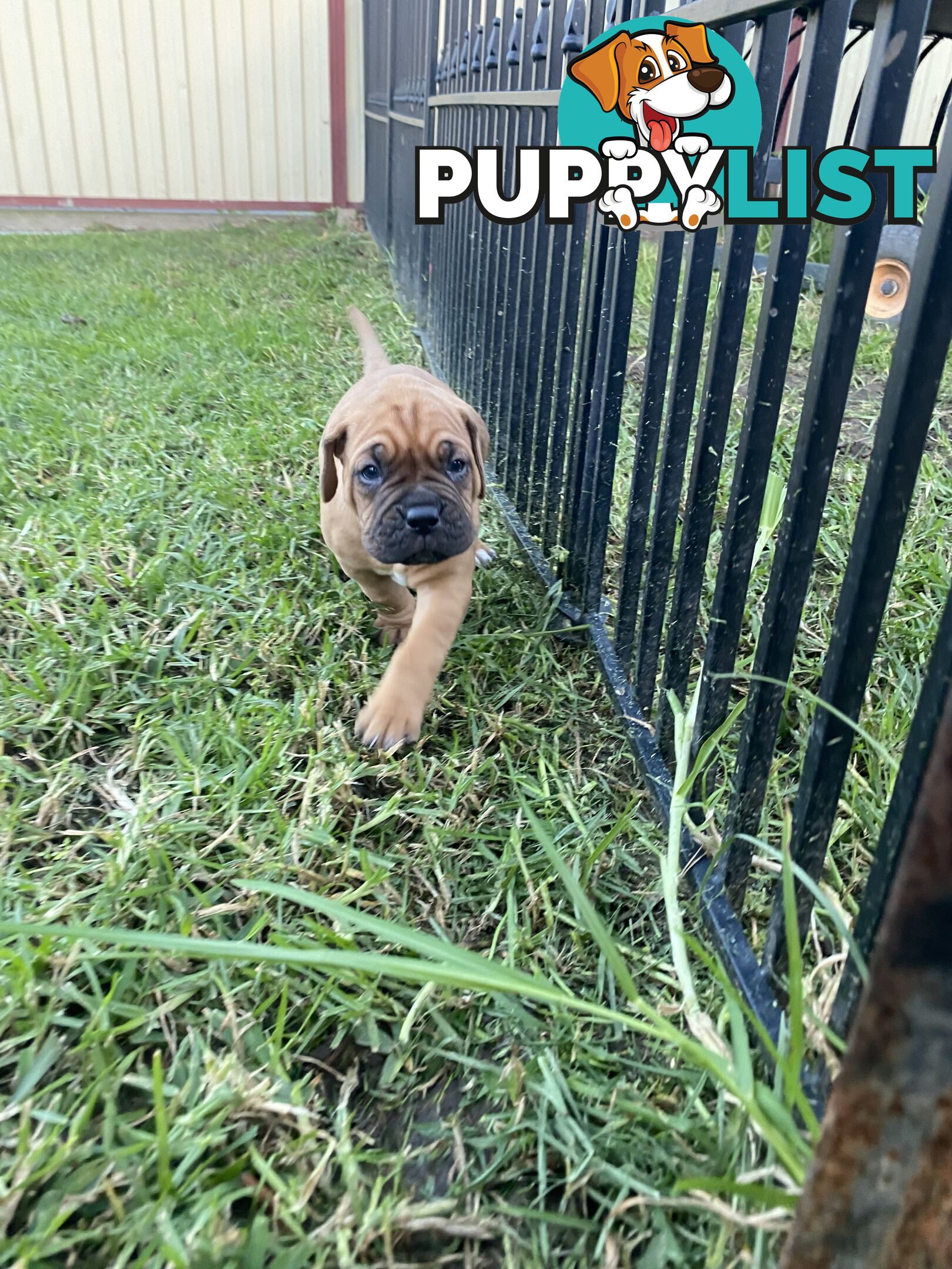 Purebred Dogue de Bordeaux Puppies