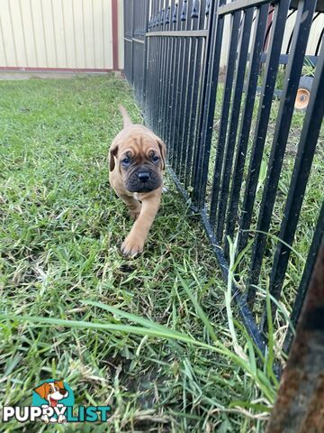 Purebred Dogue de Bordeaux Puppies