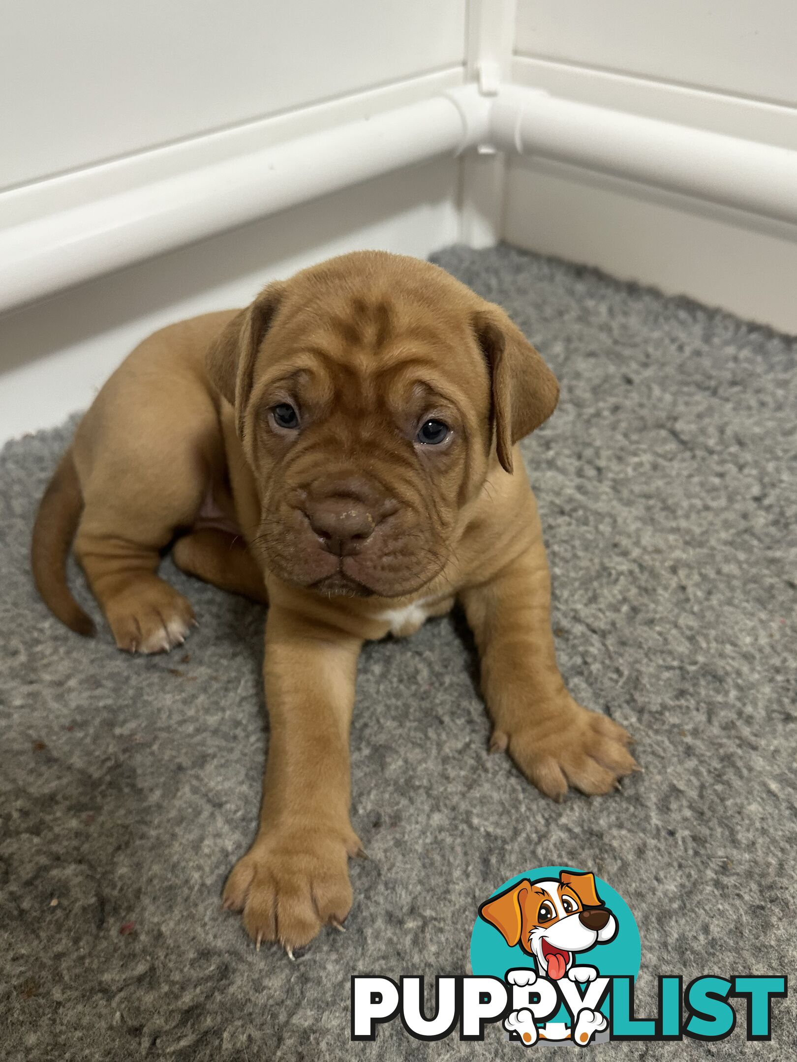 Purebred Dogue de Bordeaux Puppies