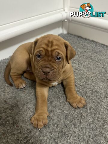 Purebred Dogue de Bordeaux Puppies