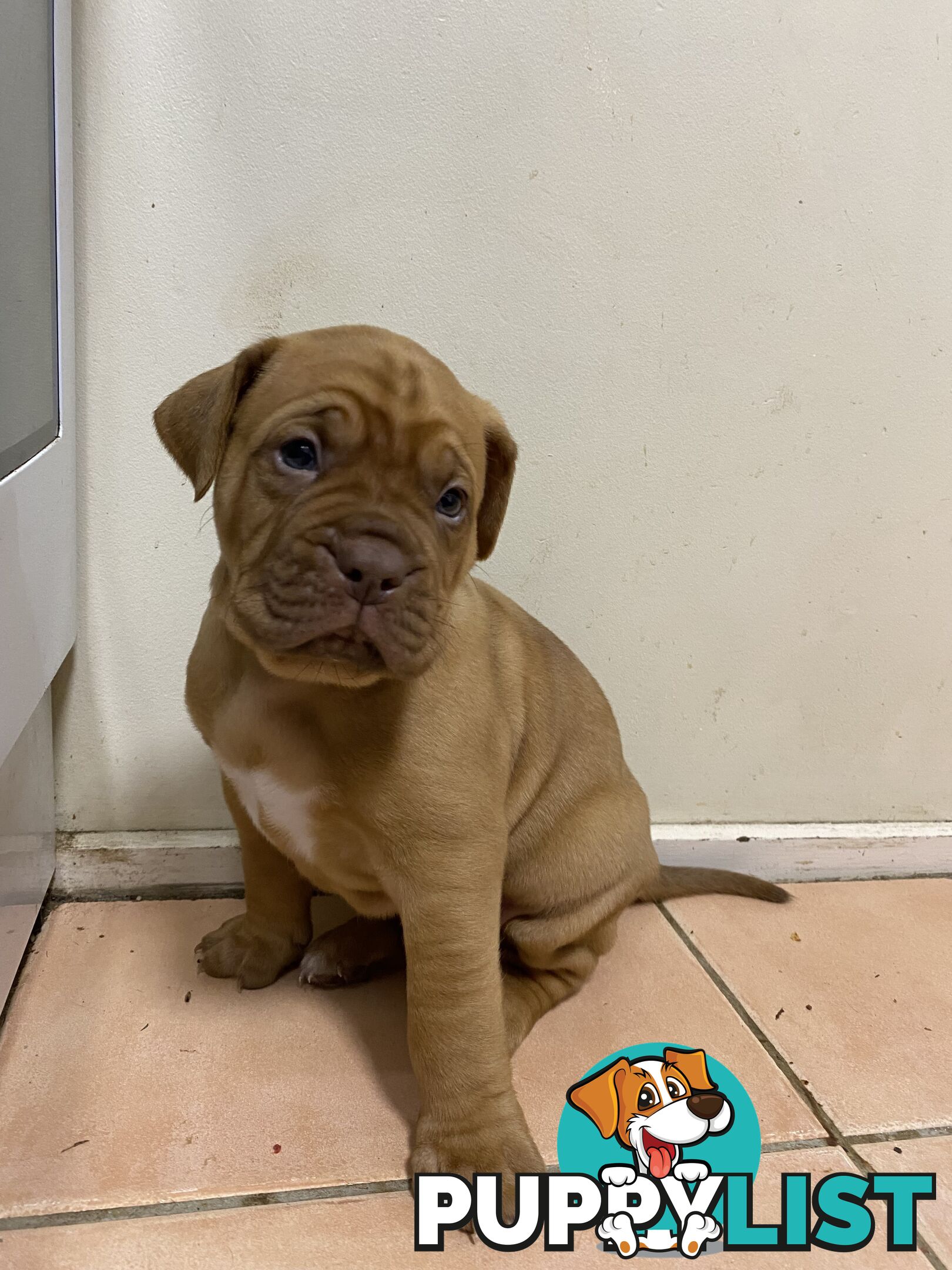 Purebred Dogue de Bordeaux Puppies