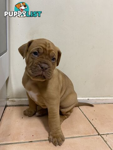 Purebred Dogue de Bordeaux Puppies