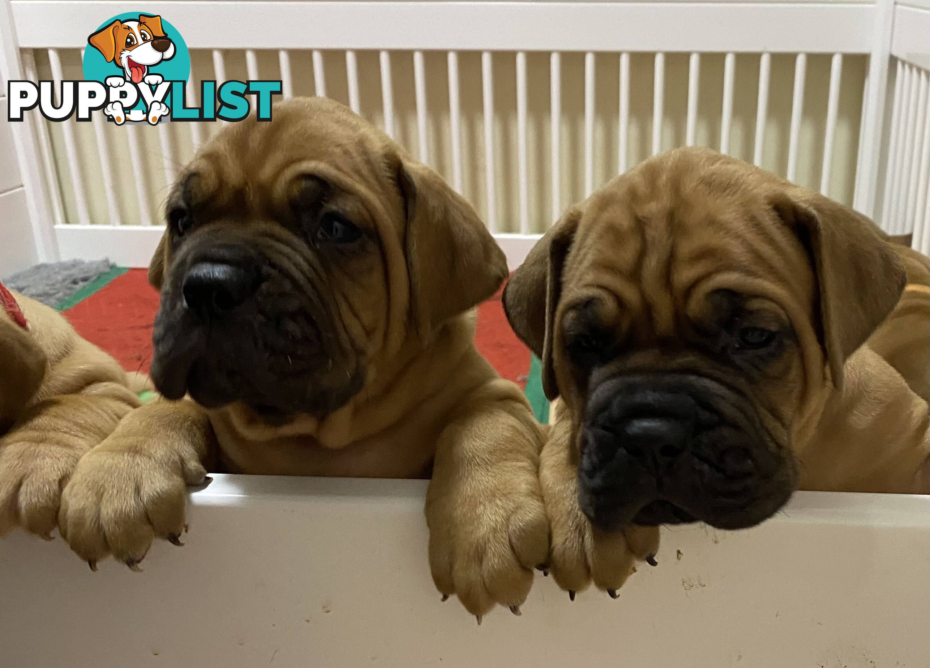 Purebred Dogue de Bordeaux Puppies
