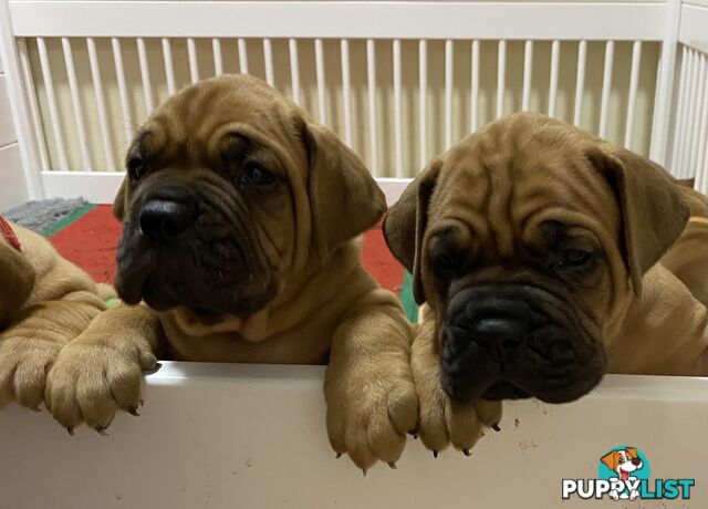 Purebred Dogue de Bordeaux Puppies