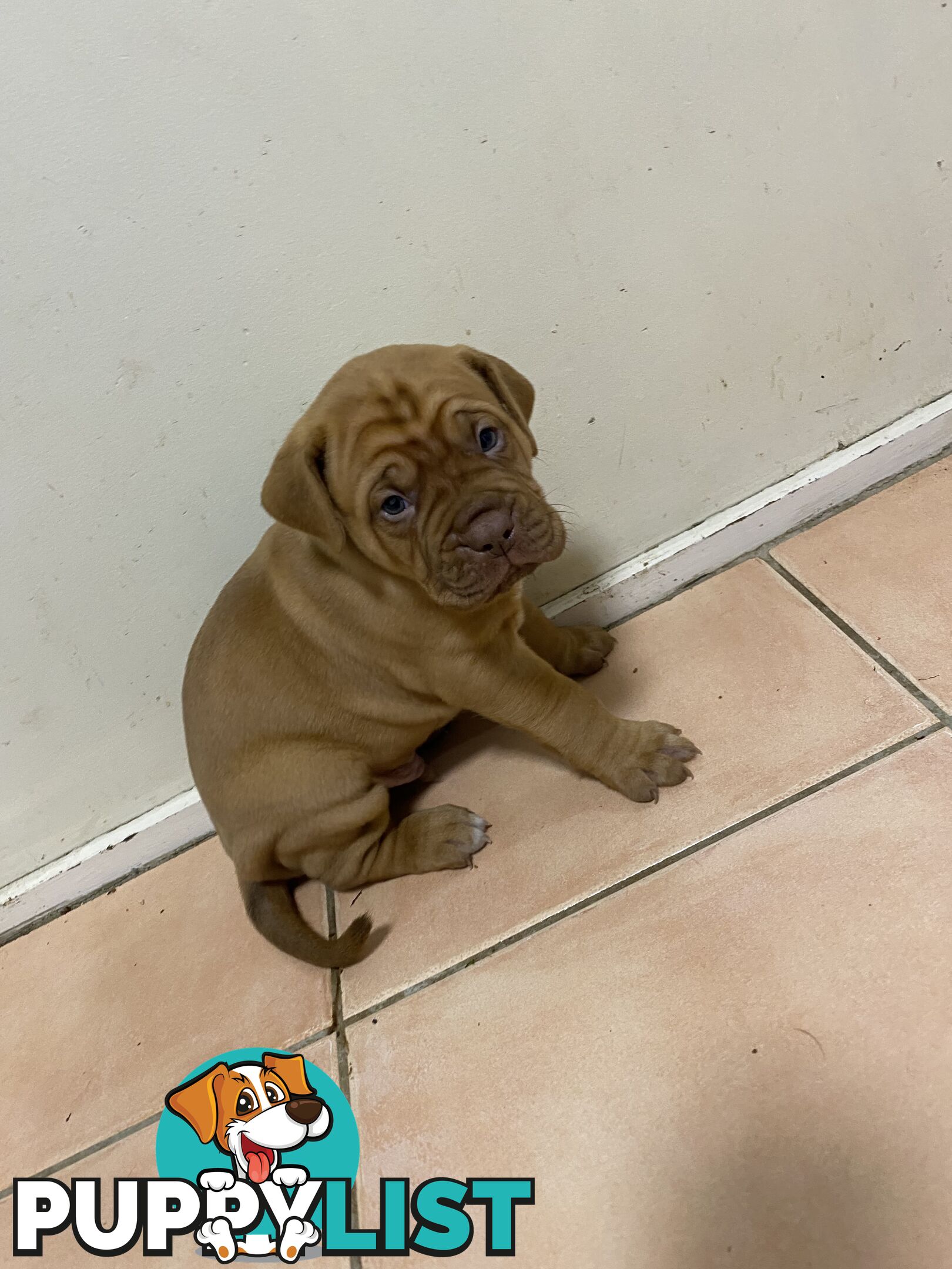 Purebred Dogue de Bordeaux Puppies