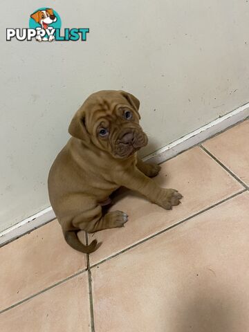 Purebred Dogue de Bordeaux Puppies