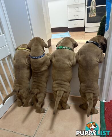 Purebred Dogue de Bordeaux Puppies