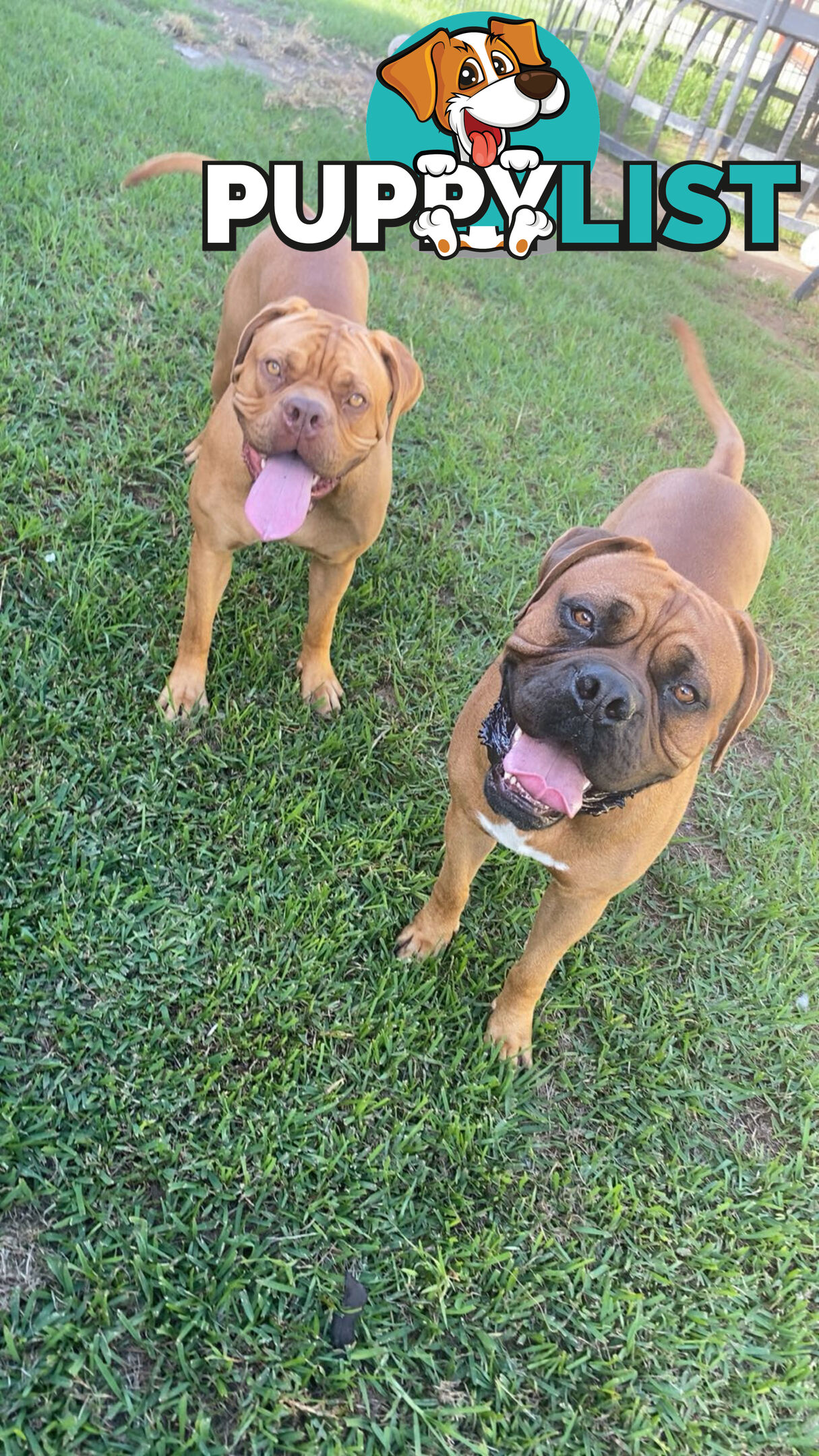 Purebred Dogue de Bordeaux Puppies