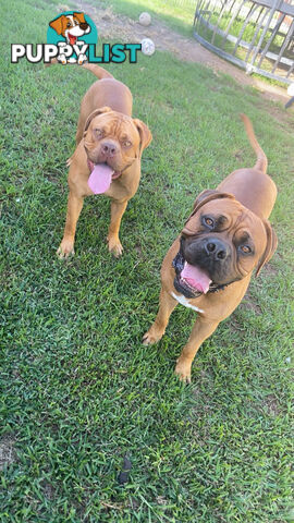 Purebred Dogue de Bordeaux Puppies