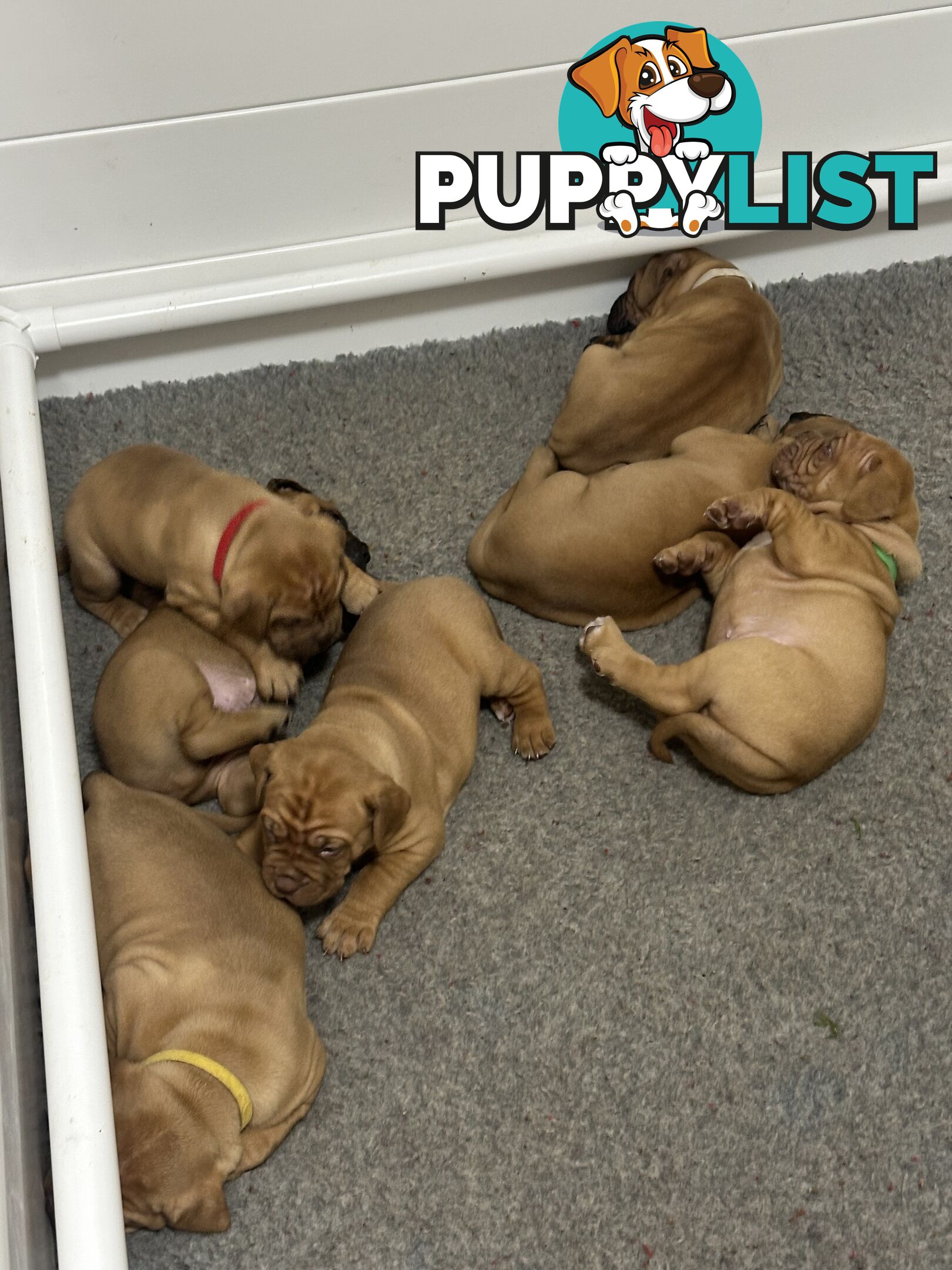 Purebred Dogue de Bordeaux Puppies
