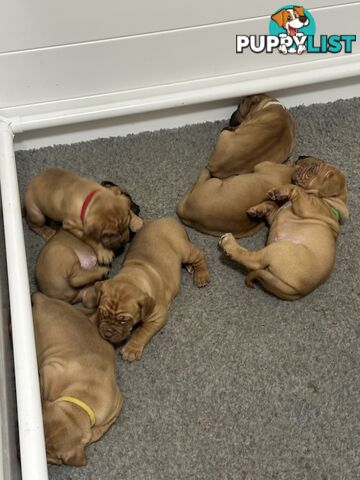 Purebred Dogue de Bordeaux Puppies