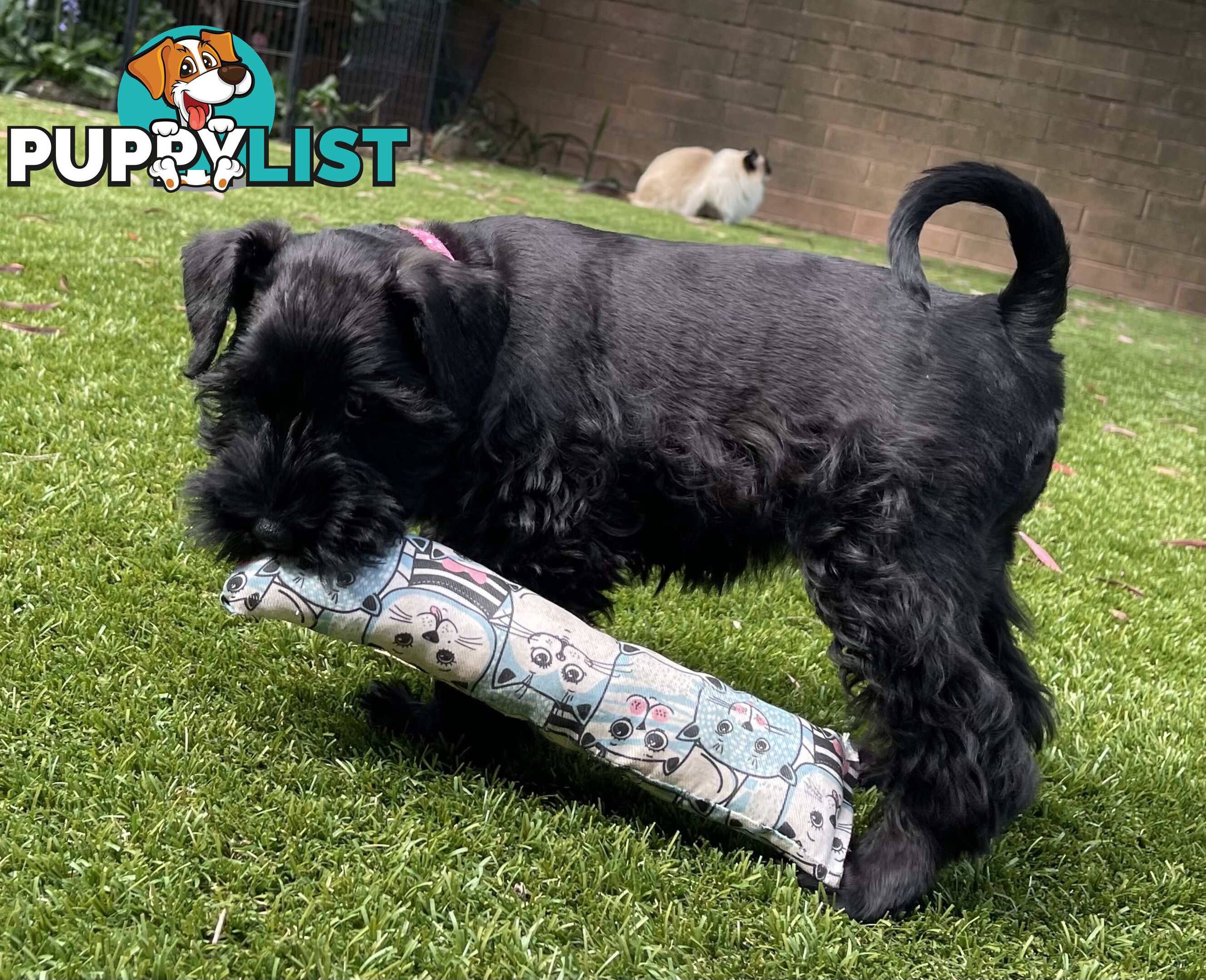 Stunning Black Miniature Schnauzer Puppies 2 Girls available