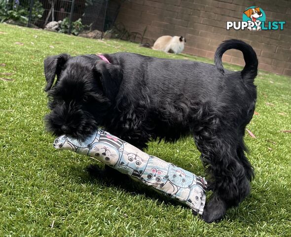 Stunning Black Miniature Schnauzer Puppies 2 Girls available