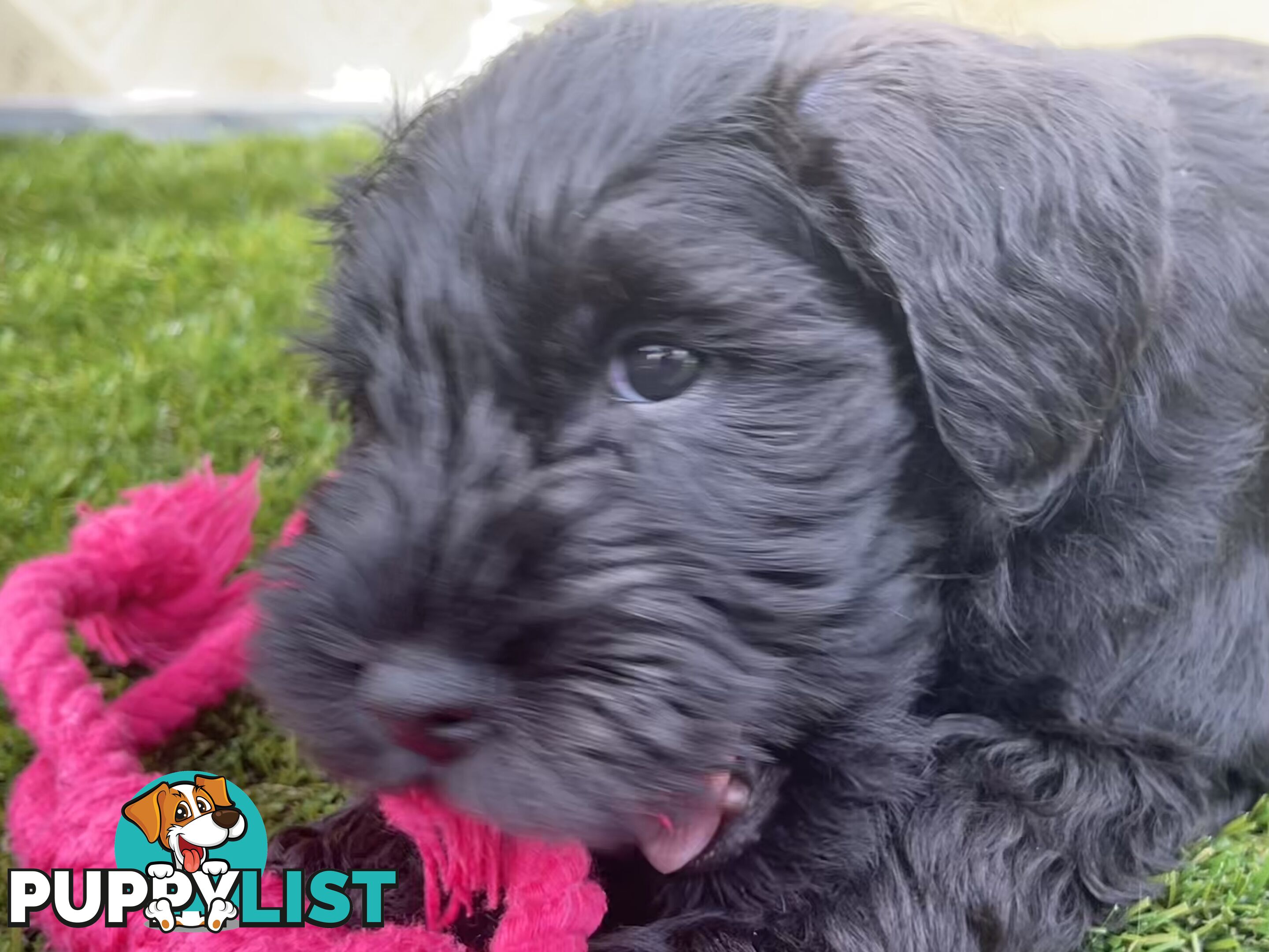 Stunning Black Miniature Schnauzer Puppies 2 Girls available