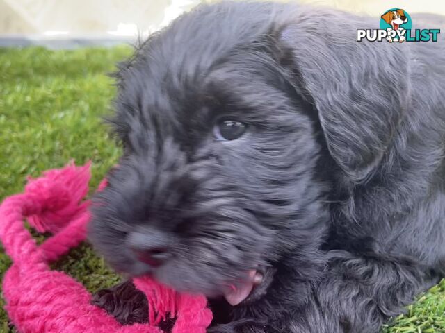 Stunning Black Miniature Schnauzer Puppies 2 Girls available