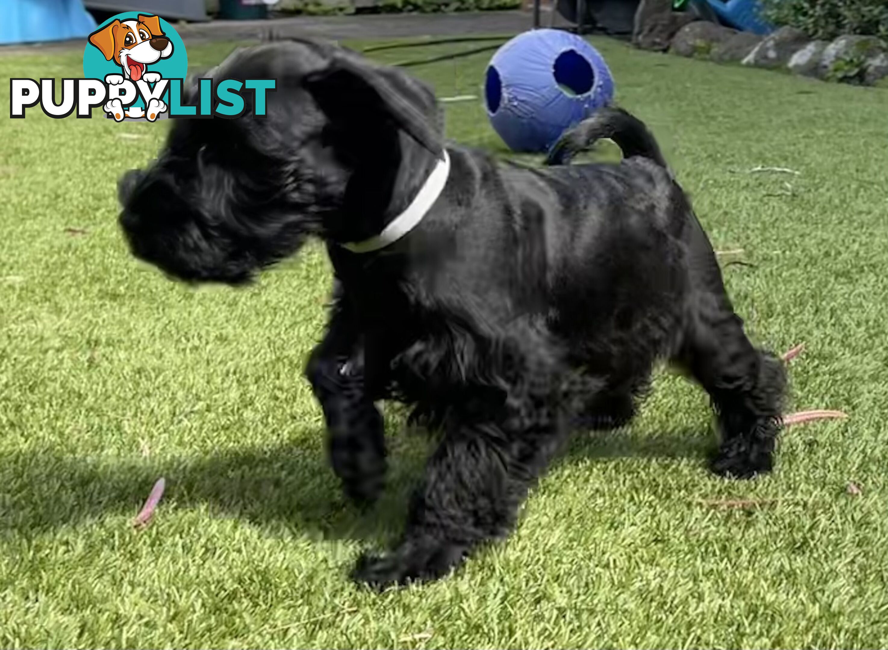 Stunning Black Miniature Schnauzer Puppies 2 Girls available