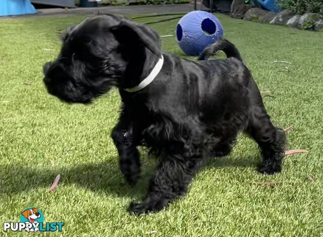 Stunning Black Miniature Schnauzer Puppies 2 Girls available