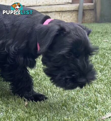 Stunning Black Miniature Schnauzer Puppies 2 Girls available