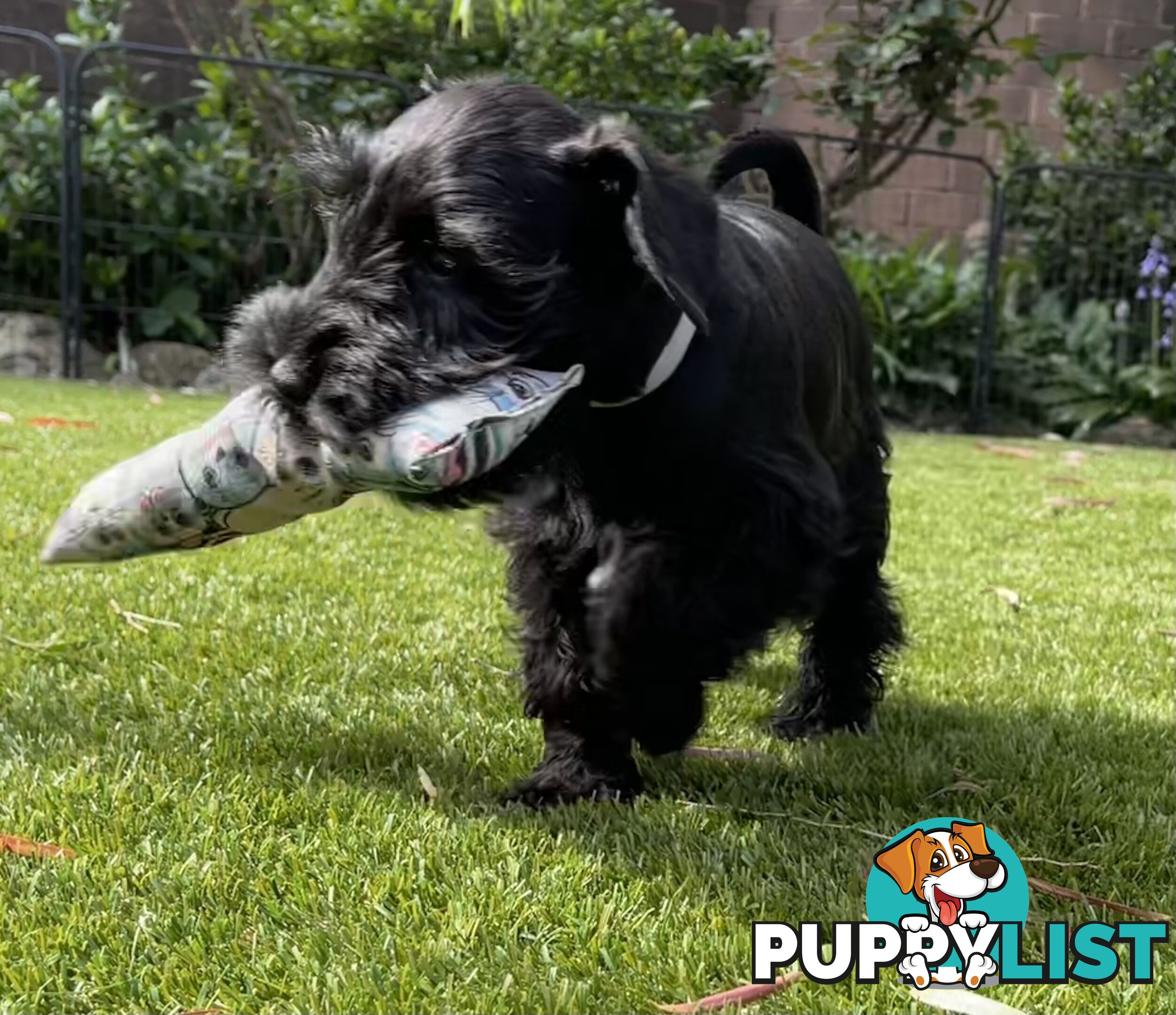 Stunning Black Miniature Schnauzer Puppies 2 Girls available