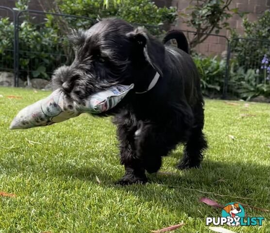 Stunning Black Miniature Schnauzer Puppies 2 Girls available