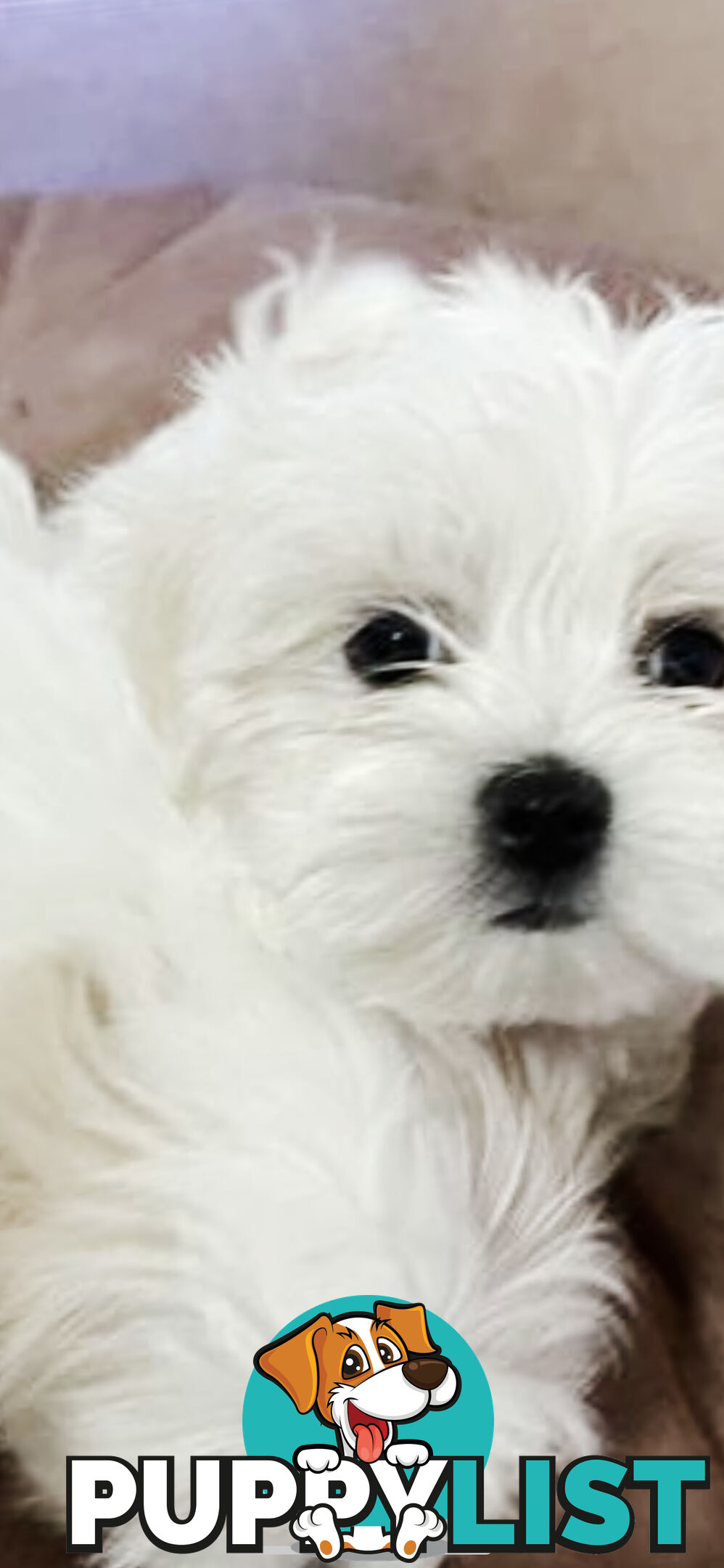 Maltese x Lhasa Apso