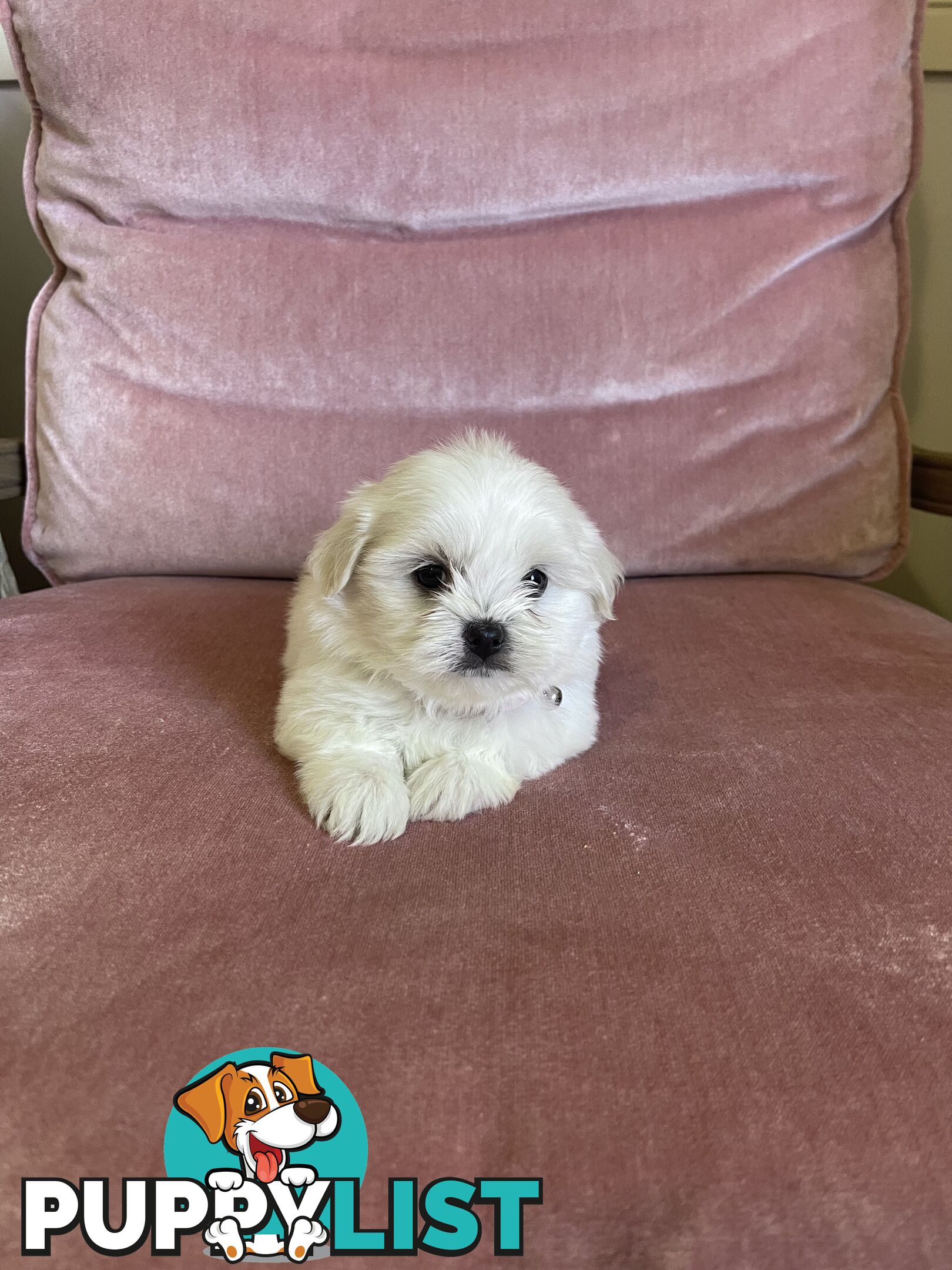 Maltese x Lhasa Apso