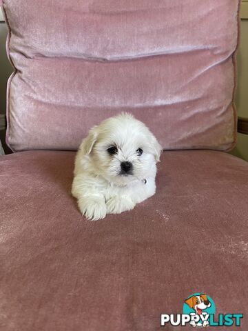 Maltese x Lhasa Apso