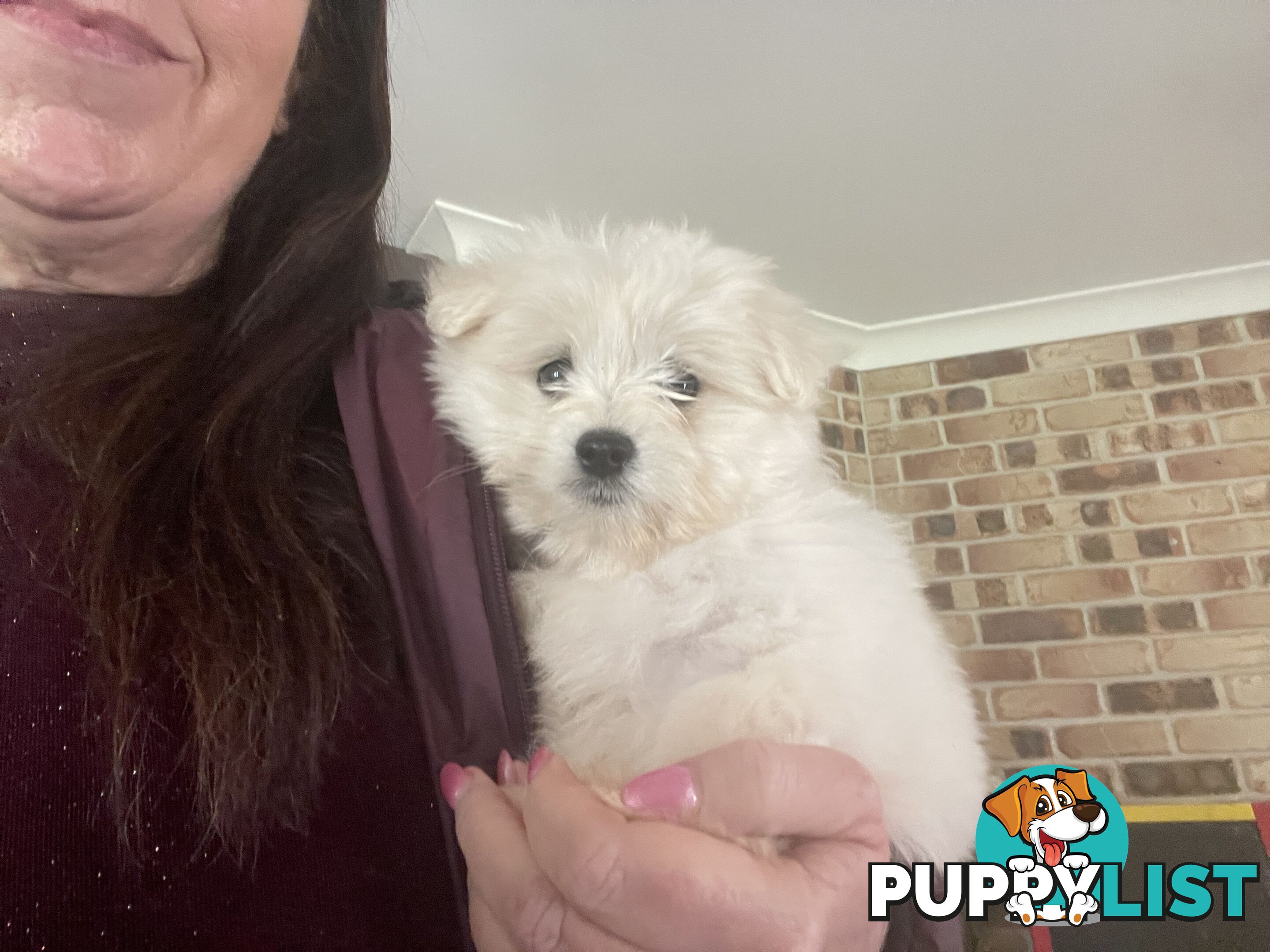 Maltese x Lhasa Apso