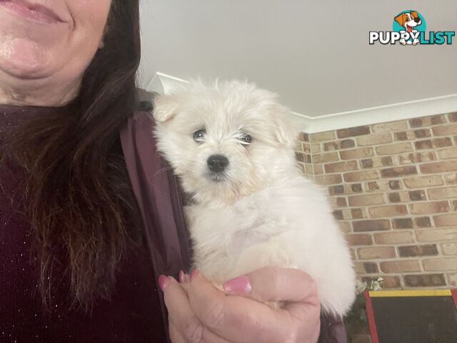 Maltese x Lhasa Apso