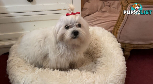 Maltese x Lhasa Apso